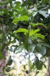 Passion Fruit Growing On The Vine Stock Photo