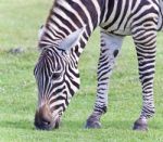 Image Of A Zebra Eating The Grass On A Field Stock Photo