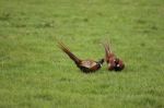 Pheasant Face Off Stock Photo