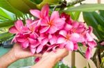 Hand Showing Plumeria Flowers Stock Photo