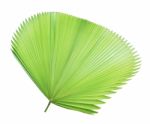 Palm Leaf Isolated On White Background Stock Photo