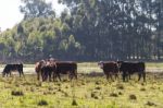 Cows Grazing In The Green Argentine Countryside Stock Photo