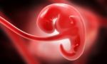 Embryonic Development Stock Photo