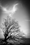 Tree On The Beach Stock Photo