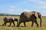 Elephant With Calf Stock Photo