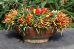 Terracotta Pot Full Of Chillies Stock Photo