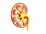 Human Kidney Computer Generated Image Stock Photo