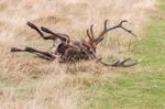 The Deer Of Richmond Park Stock Photo