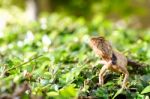 Brown Thai Lizard Stock Photo