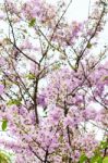 Lagerstroemia Loudonii Or Salao Flower ( Lythraceae ) Stock Photo