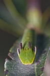 Foxy Emperor (charaxes Jasius) Stock Photo