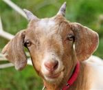 Cute Goat Stock Photo