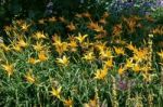 A Group Of Lilies (lilium) In A Garden In Kent Stock Photo