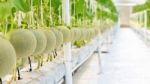 Cantaloupe Melon Growing In A Greenhouse Stock Photo