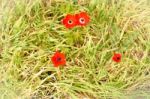 Anemones Stock Photo