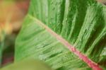 Water Drops On Leaves Stock Photo