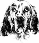 English Setter Stock Photo