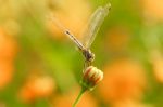 Yellow Black Pattern Dragon Fly Close Up Stock Photo