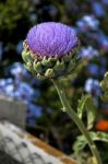 Globe Artichoke Flower (cynara Scolymus) Stock Photo