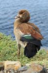 Beautiful Wild Duck Stock Photo