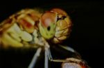 Portrait Of A Dragonfly Stock Photo