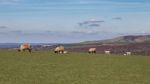 Sheep At Home On The South Downs In Sussex Stock Photo