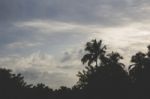 Sunset Behind Palm Trees Stock Photo