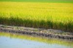 Rice Field Stock Photo