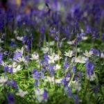 Sussex Bluebells Stock Photo