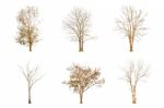 Set Of Dry Tree Shape And Tree Branch On White Background For Isolated Stock Photo