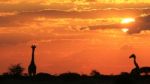 Giraffe Silhouette - African Wildlife - Golden Beauty And Pose Stock Photo