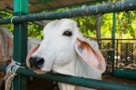 White Cow In A Farm Cowshed Stock Photo