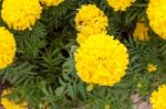 Marigold Flowers In The Garden Stock Photo