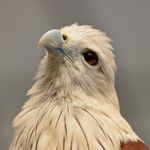 Brahminy Kite Stock Photo