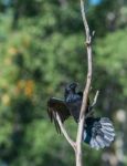 Raven Sitting In A Tree Stock Photo