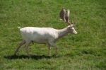 Fallow Deer (dama Dama) Stock Photo