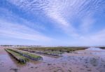 Oyster Farming Stock Photo