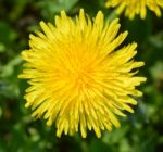 Dandelion Stock Photo