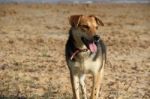 Mongrel Dog On The Beach Stock Photo