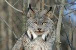 Canada Lynx Stock Photo