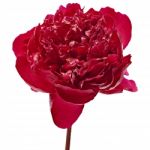 Red Peony Isolated Stock Photo