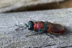 Cuckoo Wasp (chrysis Lusitanica) Stock Photo