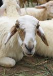 Sheep In The Farm Stock Photo