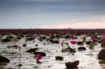 Beautiful Blue Sky Sunset At Lotus Lake Stock Photo