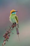 Green Bee-Eater Stock Photo