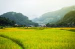 Close Up Rice Fields On Terraced Of Yellow Green Rice Field Landscape Stock Photo