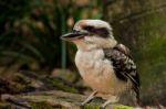 Kookaburra Stock Photo