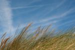 Grass On Sand Dunes Against The Sky Horizontal Stock Photo