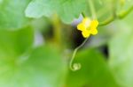 Flower Of Organic Agriculture Stock Photo