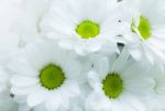 White Chrysanthemum Stock Photo